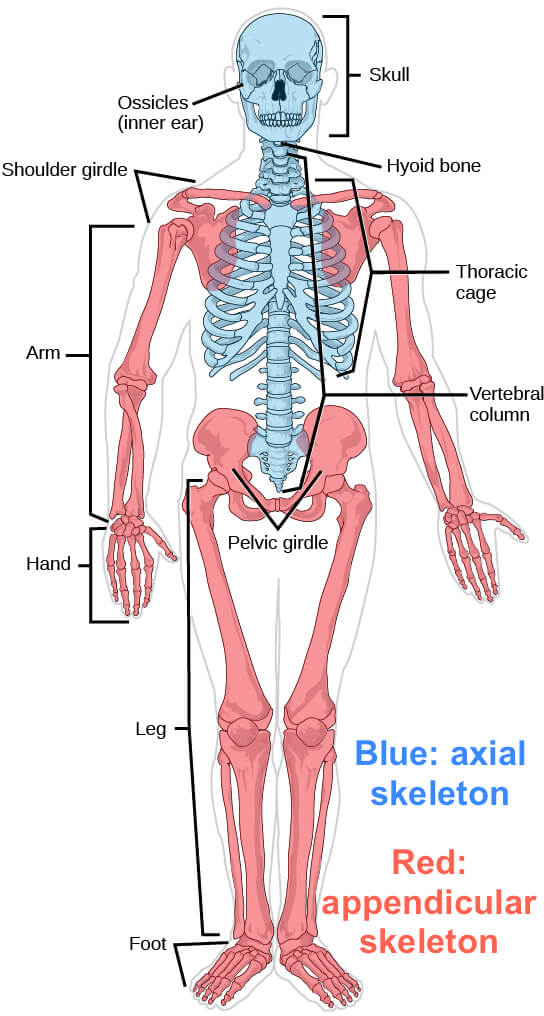 The Human Body : The Human Body Organ Systems In Detail_3.1