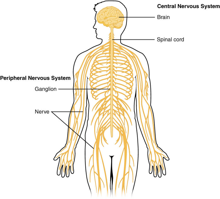 The Human Body : The Human Body Organ Systems In Detail_4.1