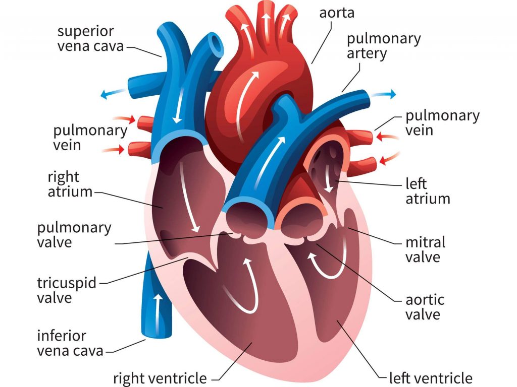 The Human Body : The Human Body Organ Systems In Detail_5.1