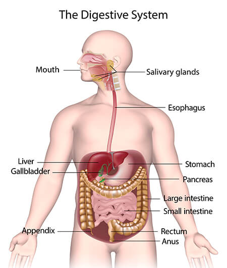 The Human Body : The Human Body Organ Systems In Detail_6.1