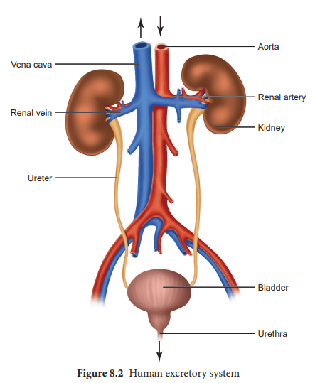 The Human Body : The Human Body Organ Systems In Detail_7.1