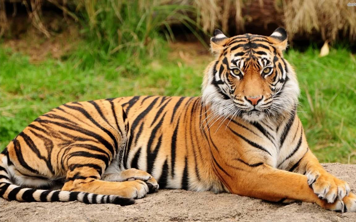 भारत का राष्ट्रीय पशु (National animal of India)_3.1